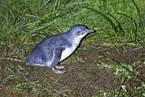 Little Penguinborder=